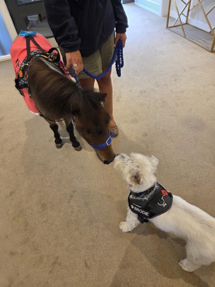 donkey and dog and summer fayre
